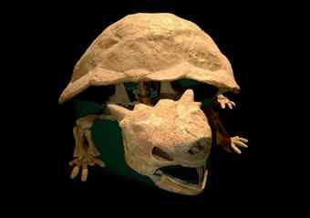 Meiolania platyceps./Australian National Museum.