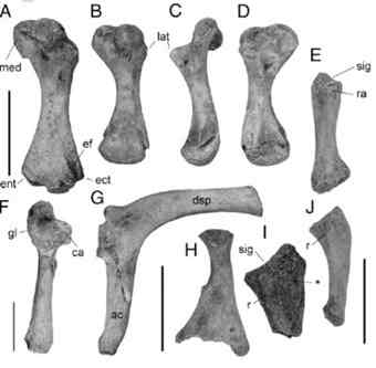 M. damelipi scapula bones./PNAS