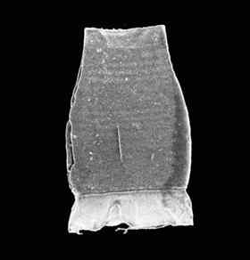 This is a specimen of the chitinozoan species Armoricochitina nigerica (length = c. 0.3mm). Chitinozoans are microfossils of marine zooplankton in the Ordovician. Their distribution allows to track climate belts in deep time, much in a way that zooplankton has been used for climate modeling in the Cenozoic. A. nigerica is an important component of the Polar Fauna during the late Ordovician Hirnantian glaciation. 