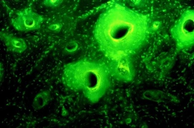 [beerbones-660x436[5].jpg]