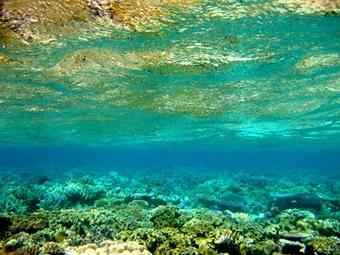 The study warns human activities are threatening to trigger a mass extinction event in our oceans 