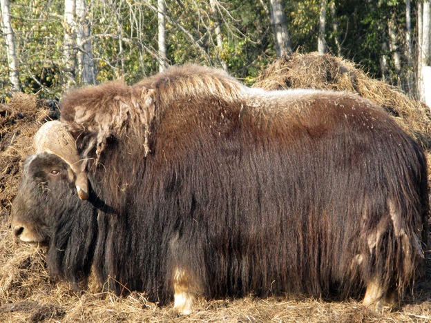 [muskox[5].jpg]