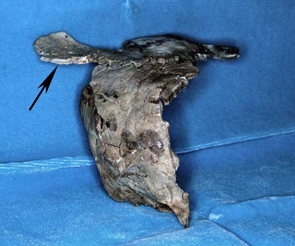 [skull-warped-18-100913-02[5].jpg]