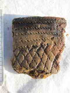 A fragment of a beaker-shaped vessels from the Funnel-Beaker Culture. Courtesy of Lars Sundström/Kulturhistoriskt Museum, Universitetet I Oslo.