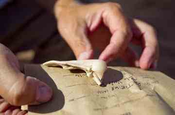 Principal investigator Mark Hackbarth, of Scottsdale, holds up a shell likely from the Sea of Cortez near Rocky Point at the Palo Verde Open Space and Park in Peoria.