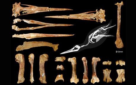 [penguin_1728670c[5].jpg]