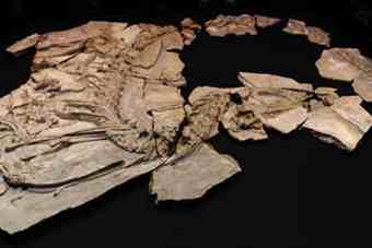 'Pepito' Concavenator corcovatus dinosaur fossils found in the deposit of the Hoyas in Palencares Park and the dead land in the Cierva's municipality are displayed in the Science Museum of Castilla La Mancha, in Cuenca. -- PHOTO: AFP
