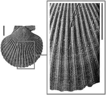 Studying patterns of oxygen and carbon isotope compositions, and microgrowth-increment size, in clam shells helps us to understand conditions which occurred the last time the Earth was experienceing 'greenhouse' conditions.