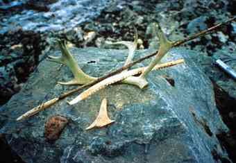 Artifacts recovered from an alpine ice patch in the Yukon. (Courtesy of government of Yukon) 