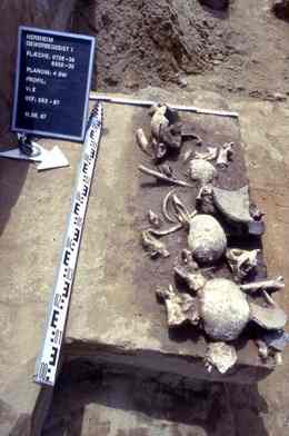 That skulls were found in piles such as this one. But are they the remains of a cannibal's dinner? Archaeologists cannot tell whether the flesh was simply removed in a Stone Age ritual, or subsequently eaten. 