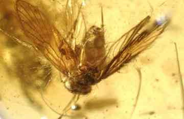 This Psocoptera specimen was found in Cambay amber of western India. Credit: David Grimaldi/AMNH
