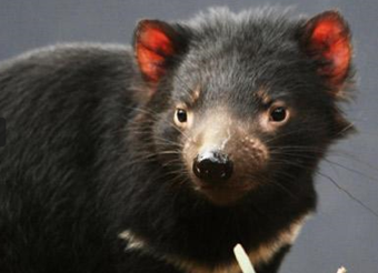 A Tasmanian devil.