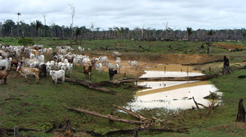 Cows on slash-and-burn land. Cattle and cash crops like soya become the primary land-use after areas have been deforested.
