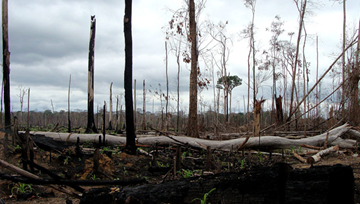 Some of the Amazon's hard-wood trees can be as old as 400 years. They are often replaced by crops that can be harvested in four months.