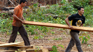 Loggers at work in the forest in South Amazonas.