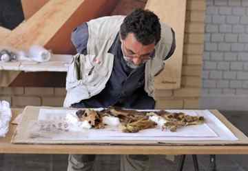Veterinarian Enrique Angulo examines the remains of a canines.