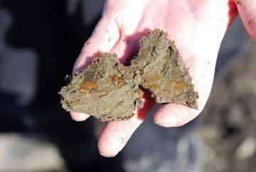 Preserved in the peat at the reservoir, along with prehistoric animals, is a plethora of plant matter, including leaves and seeds. The material offers clues to the area's flora more than 10,000 years ago. [Janet Urquhart/Aspen Times Weekly]