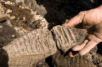 The distinctive pattern of mammoth teeth allows scientists to make quick identification of this fossil. [Rick Wicker/Denver Museum of Nature & Science]