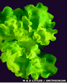 [_50022423_verdigellas[5].gif]