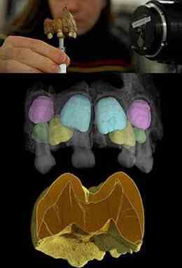 "Teeth are remarkable time recorders, capturing each day of growth much like rings in trees reveal yearly progress," says Tanya M. Smith, assistant professor of human evolutionary biology at Harvard. (Credit: Photos by Graham Chedd (PBS); Paul Tafforeau (ESRF); and Tanya Smith (Harvard University and MPI-EVA))