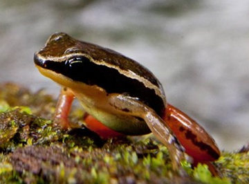 Lucy Cooke's new species of rocket frog. Photo: Robin Moore/iLCP