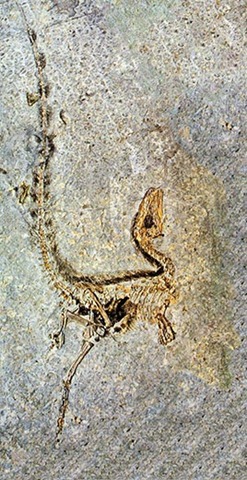 [China-Dinosaurs-Sinosauropteryx-3[5].jpg]