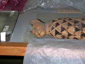 A mummified cat. More than 180,000 cats have been found buried in a single mass grave near the village of Istabl Antar.