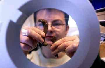 Researchers are now using the bones to help elucidate the mysterious family tree of the dog.