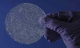 A slice of ice core, showing trapped air bubbles estimated to have formed in the year 1410. Photograph: British Antarctic Survey/PA
