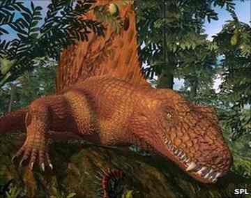 Reptiles diversified into forms such as Dimetrodon, a top predator in Permian times 