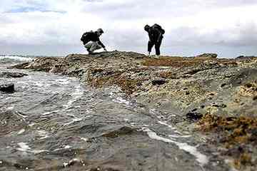 Patricia Vickers-Rich and Lesley Kool prospect for fossils near Eagles Nest, Inverloch. Photo: Joe Armao