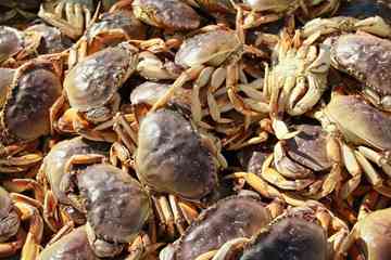 In addition, overly-acidic ocean waters might have adverse effects on the ability of shell fish to build their shells. Here, Dungeness crabs from a November catch in San Francisco.