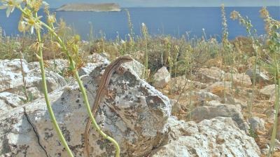 [2iceagereptil32.jpg]