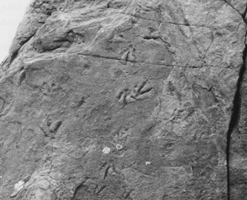 One of the original track site photos taken by members of the 1975 geological survey team. Robert Price and Bristol Bay Native Corporation photo