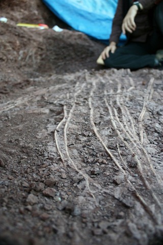 [dimetrodonspines101210025.jpg]