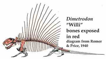 An illustration of a dimetrodon skeleton. The bones already exposed on "Wet Willi" are shaded red. Credit: Houston Museum of Natural Science.