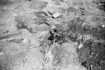 A vandalized mummy from the pre-Inca Paracas culture, on the edge of the Ocucaje. On the streets of Ica and nearby towns, visitors can already see such fossils — and buy them. Merchants sell fossilized shark teeth, about the size of a man’s hand, at prices from $60 to $100 apiece. They say other fossils are available, at higher prices. “Ocucaje yields many bones,” said one merchant, Marcos Conde, 35.