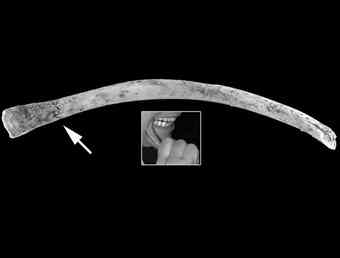 A rib bone is shown with damage left behind after a European experimenter chewed on the bone using back teeth.