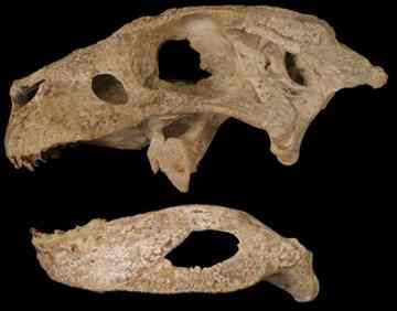 Skull of Simosuchus clarki.