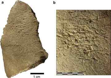 The skull fragment of human bone (a) with a close-up view (b) of the area used for retouching stone tools. Credit: F. d'Errico, C. Verna.