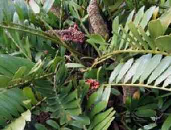 This is a close-up of a cycad with seed cones. Bright red seeds are erupting from the cones. Plant is tentatively identified as Zamia furfuracea. Cycads make seed-producing pine cone-like structures instead of flowers. Analysis shows Zamia's male cones have genetic wiring similar to flowers. - Randolph Femmer/life.nbii.gov