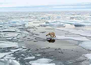 Polar bears facing extinction.