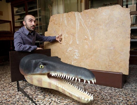 [crocodilefossilkitchencounter_30763_[2].jpg]