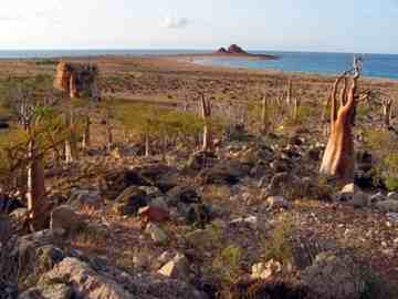 Socotra Island, Yemen.