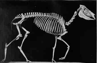 Hipparion skeleton: Image: Matthew, W.D. and Chubb, S.H. 1913. Evolution of the Horse. New York: American Museum of Natural History