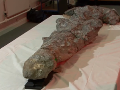 [piloa_244x1835.png]