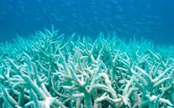 Coral bleaching
