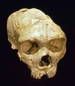 Skull of a Neanderthal, Homo neanderthalensis