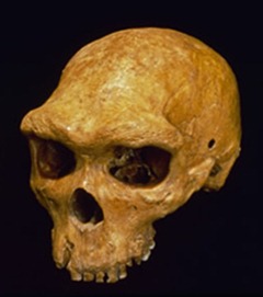 Skull of Homo heidelbergensis, the ancient human species that may be the ancestor of the mystery Denisovan human. 