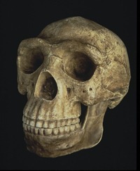 [homoerectusnodenisova2009350915.jpg]